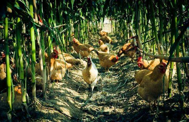 玉米地养殖笨鸡.jpg